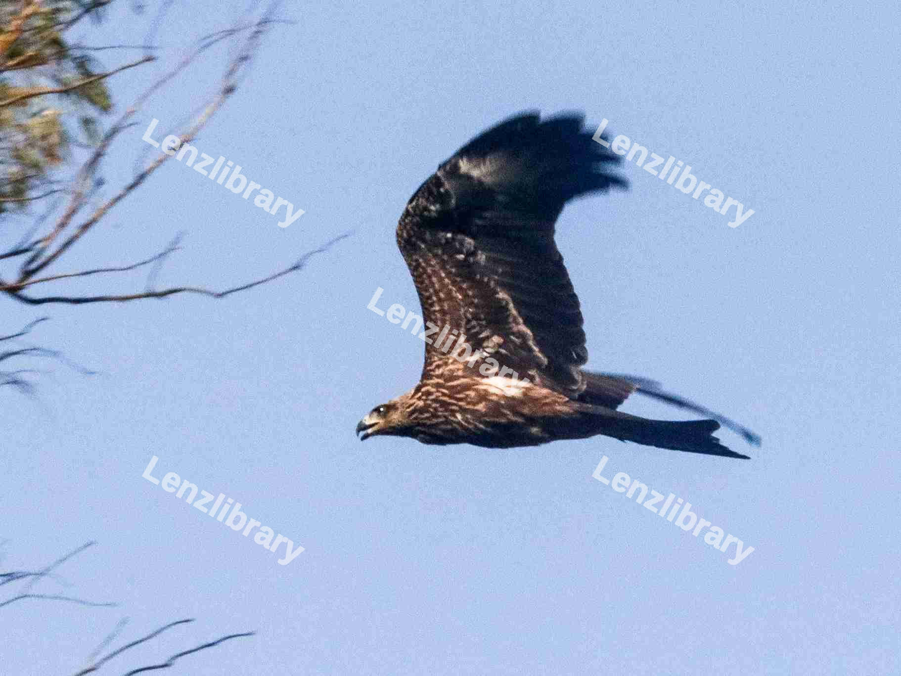 Black kite in fligh